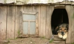 Život psa: da li je moguće posaditi psa na lancu
